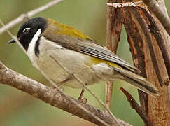 Black-headed Honeyeater