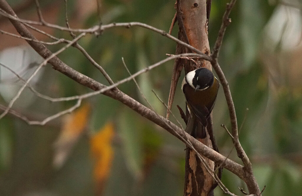 Black-headed Honeyeater