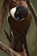 Black-headed Honeyeater