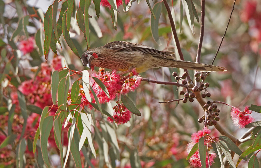 Red Wattlebird