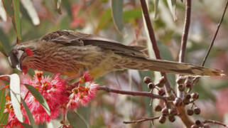 Red Wattlebird