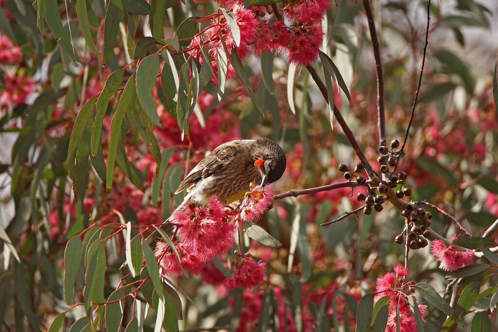 Red Wattlebird