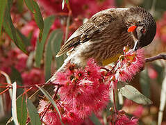 Red Wattlebird