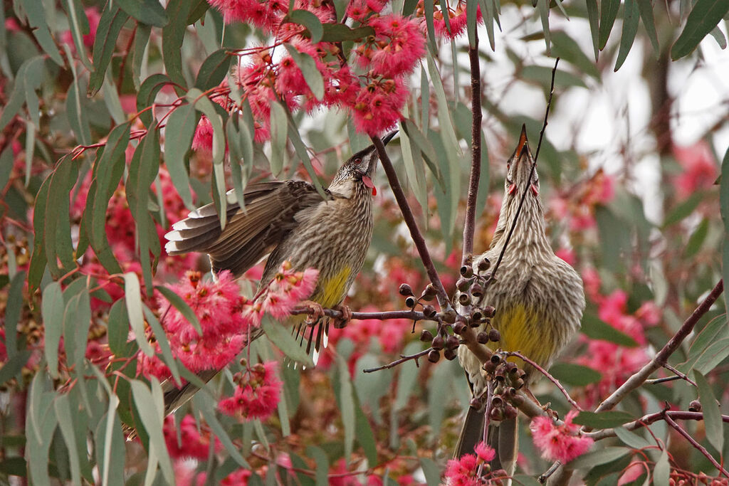 Red Wattlebird