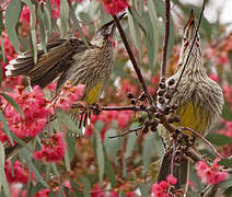 Red Wattlebird