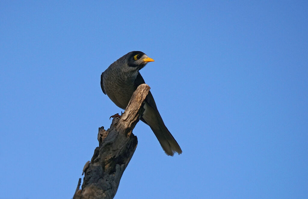 Noisy Miner