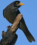 Noisy Miner