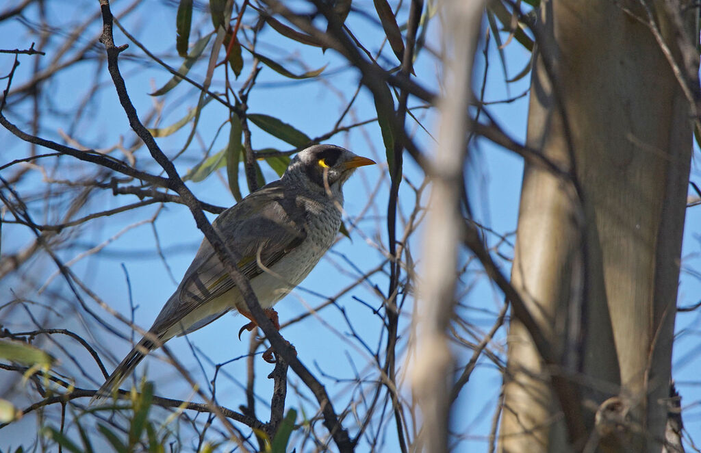 Noisy Miner