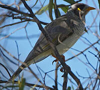 Noisy Miner