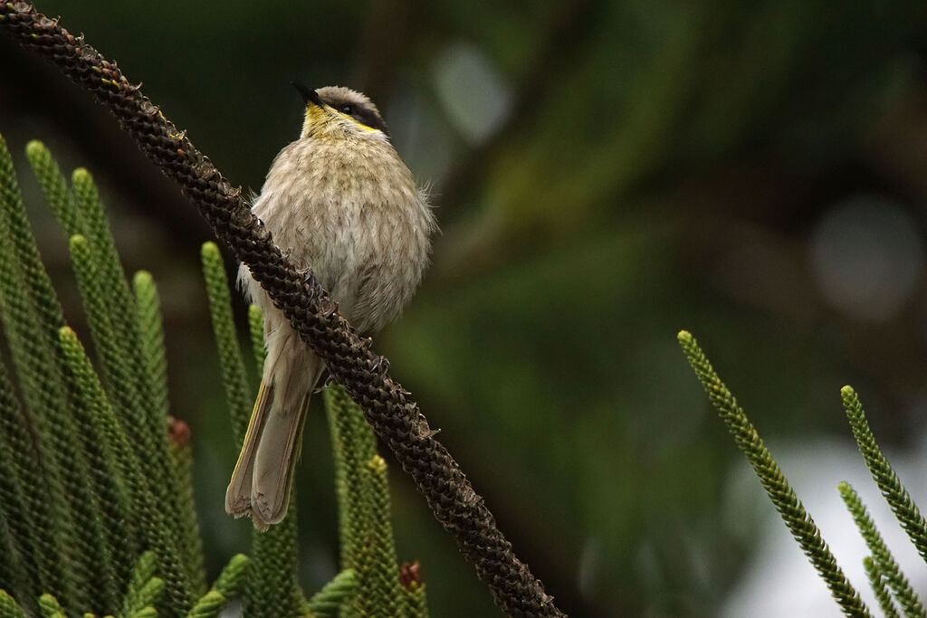 Singing Honeyeater