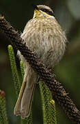 Singing Honeyeater