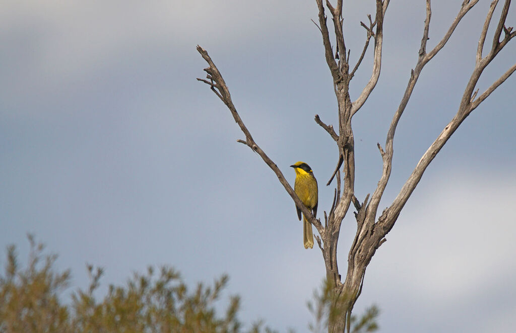 Yellow-tufted Honeyeater