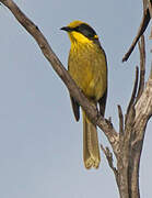 Yellow-tufted Honeyeater