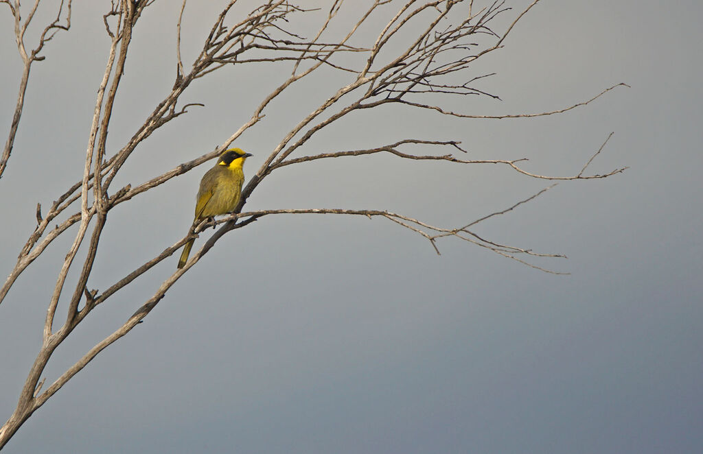 Yellow-tufted Honeyeater