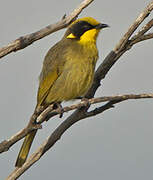 Yellow-tufted Honeyeater