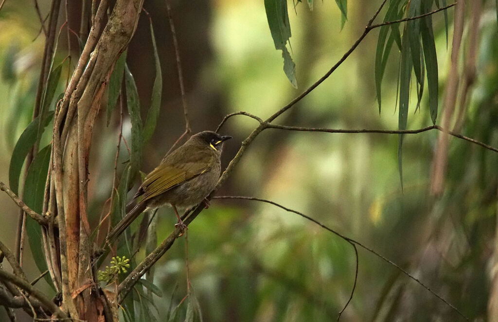 Lewin's Honeyeater