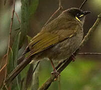 Lewin's Honeyeater