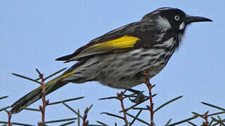 New Holland Honeyeater