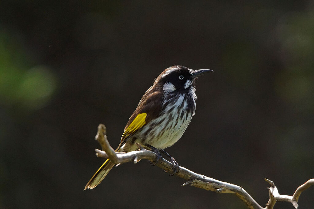 New Holland Honeyeater