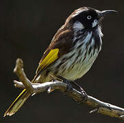 New Holland Honeyeater