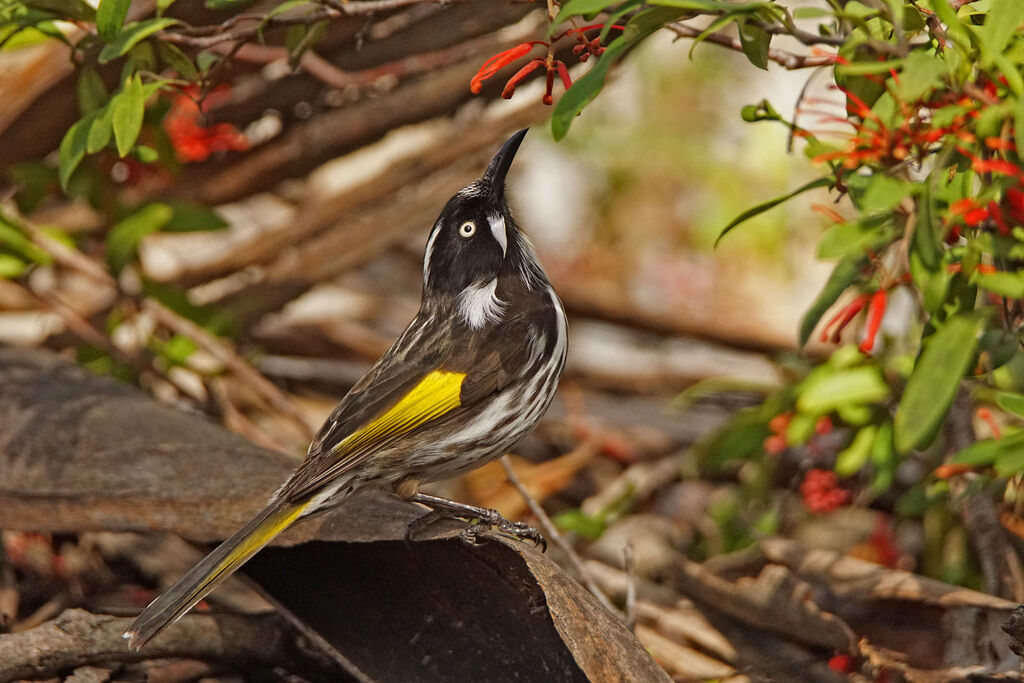 New Holland Honeyeater