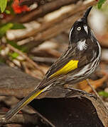 New Holland Honeyeater