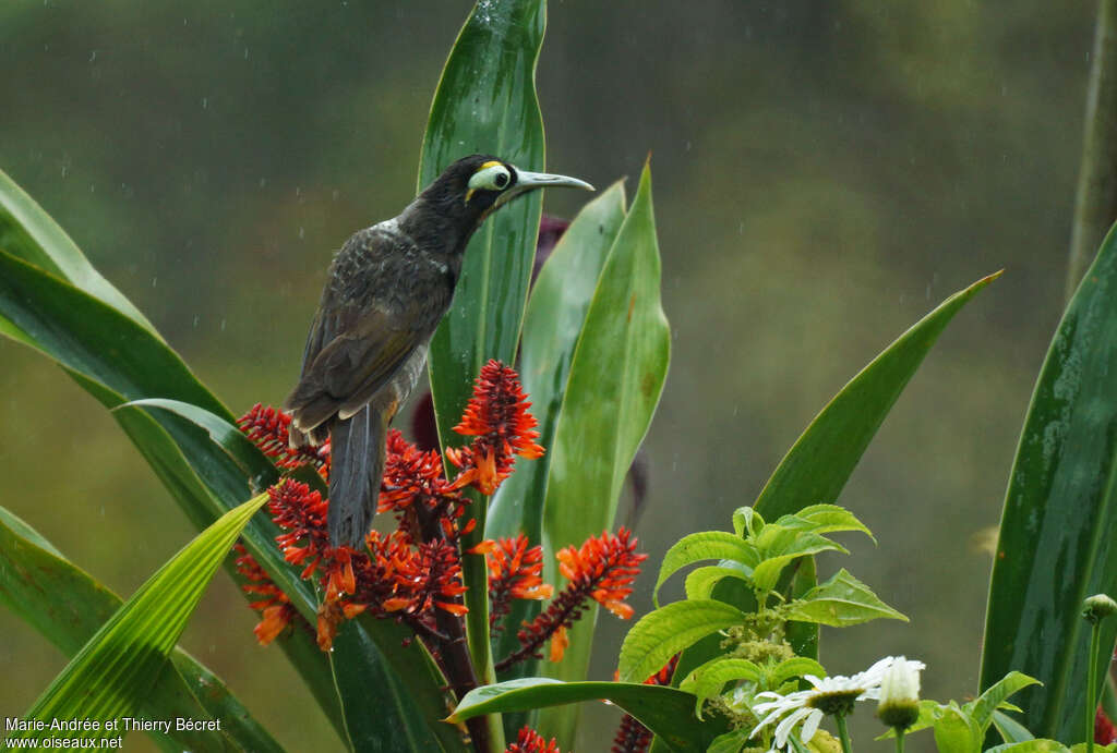 Yellow-browed Melidectesadult, identification