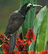 Yellow-browed Melidectes