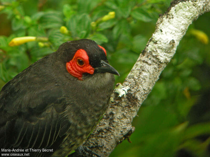 Common Smoky Honeyeateradult, pigmentation