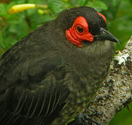 Common Smoky Honeyeater