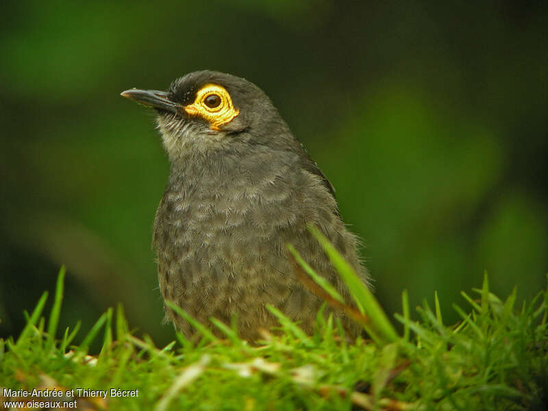 Common Smoky Honeyeateradult, close-up portrait