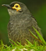 Common Smoky Honeyeater