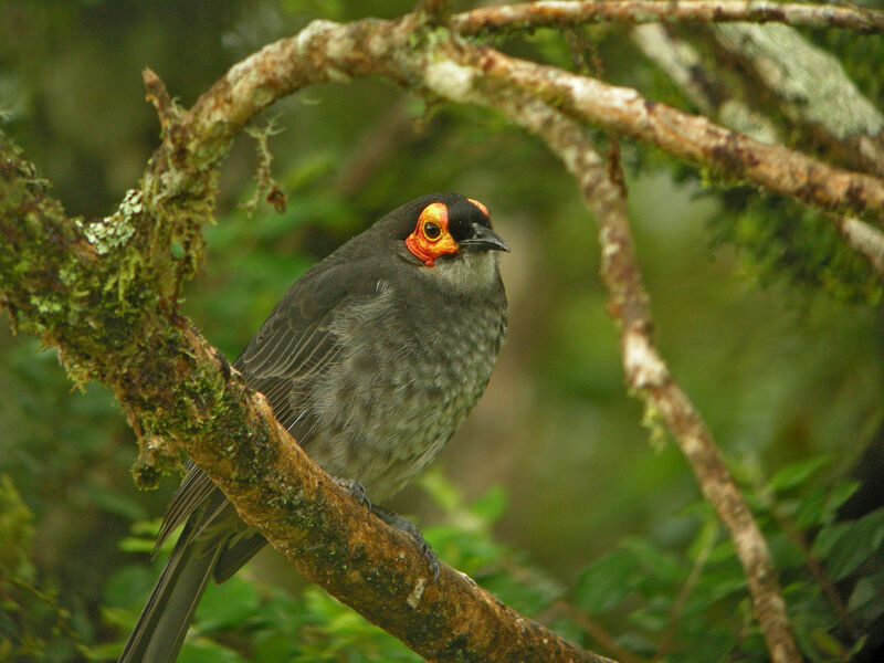 Common Smoky Honeyeater