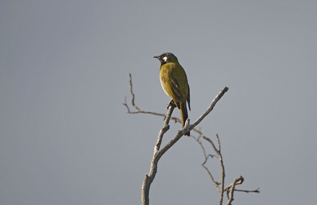 White-eared Honeyeater