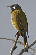 White-eared Honeyeater