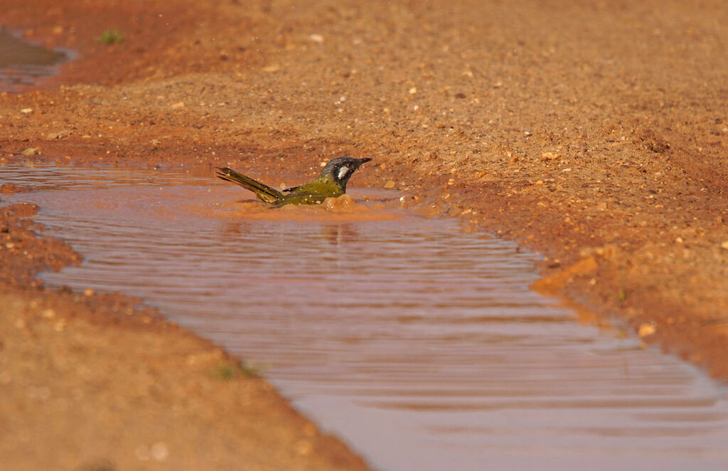 White-eared Honeyeater