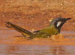 White-eared Honeyeater