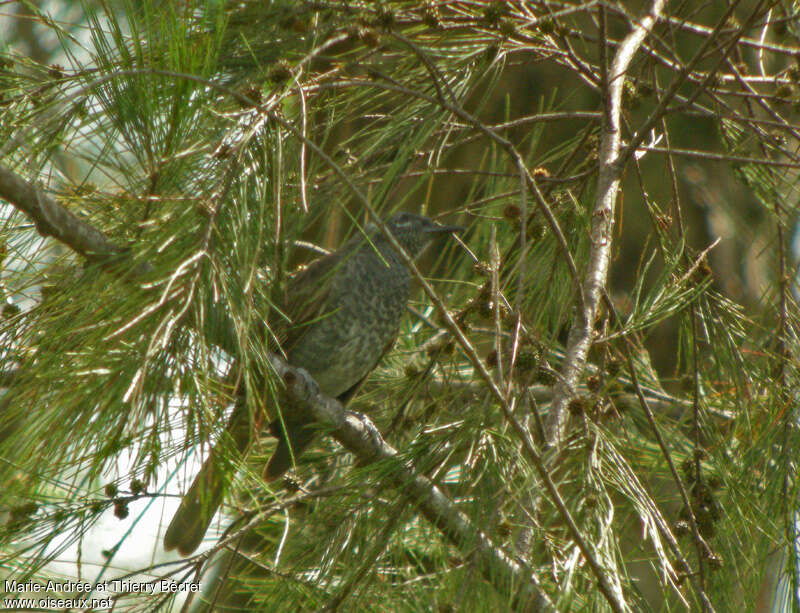 Marbled Honeyeater