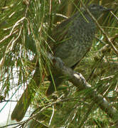 Marbled Honeyeater