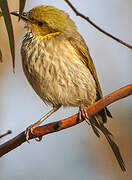 Yellow-plumed Honeyeater