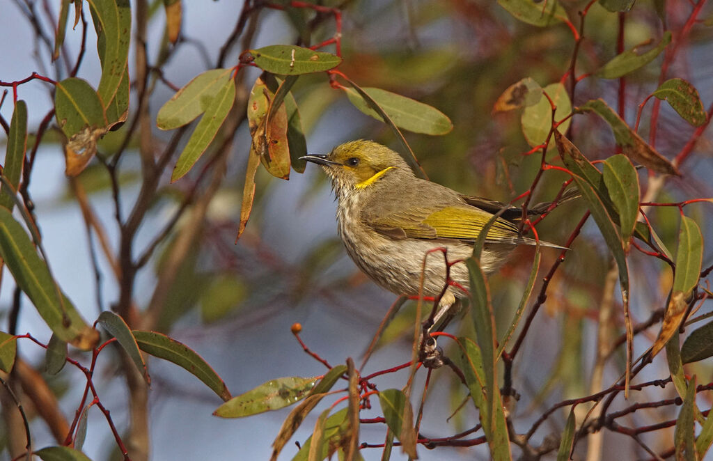 Yellow-plumed Honeyeater