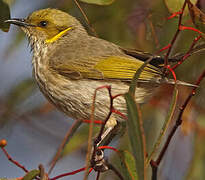 Yellow-plumed Honeyeater