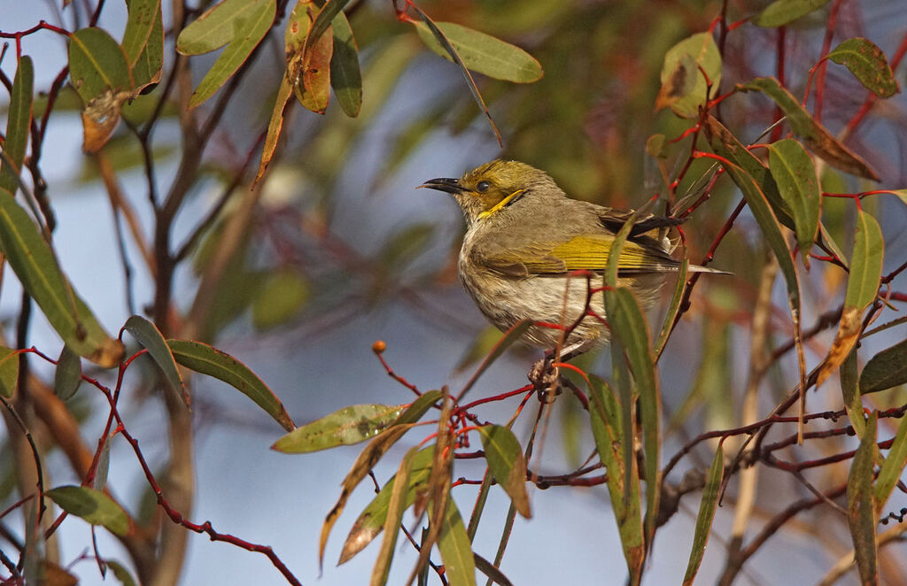 Yellow-plumed Honeyeater