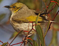 Yellow-plumed Honeyeater