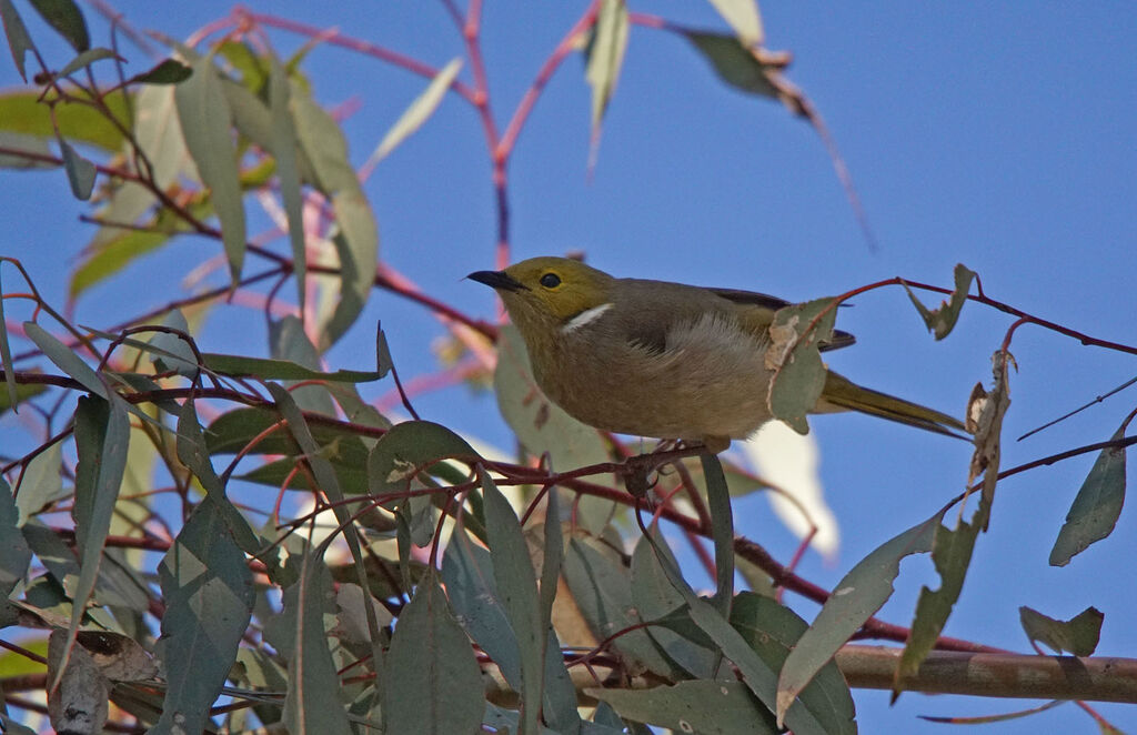 White-plumed Honeyeater