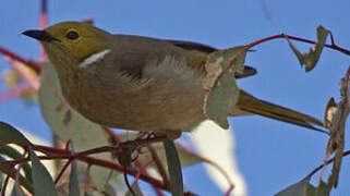 White-plumed Honeyeater