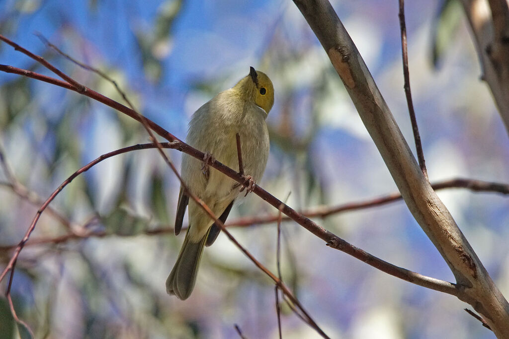 White-plumed Honeyeater