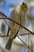 White-plumed Honeyeater