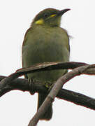 Mimic Honeyeater