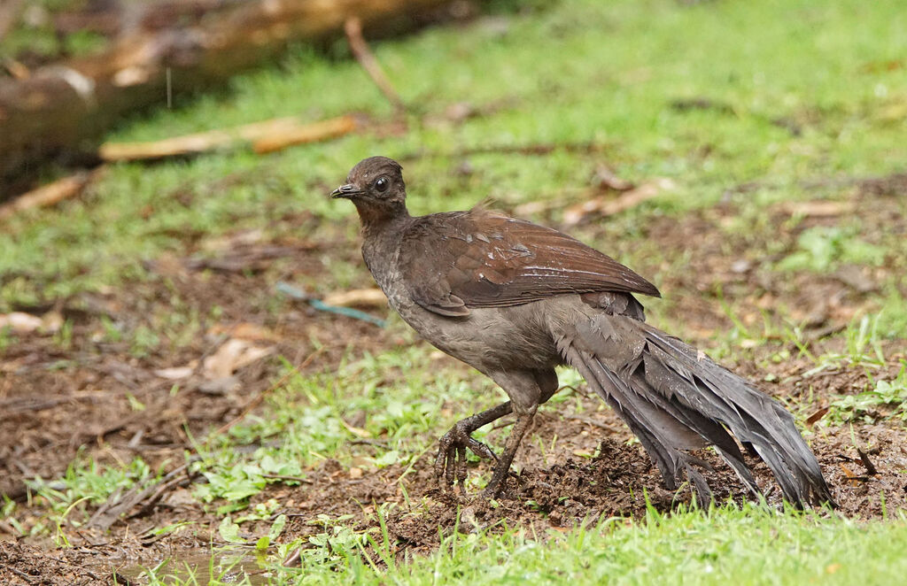 Superb Lyrebird - Menura novaehollandiae female - thbe299206